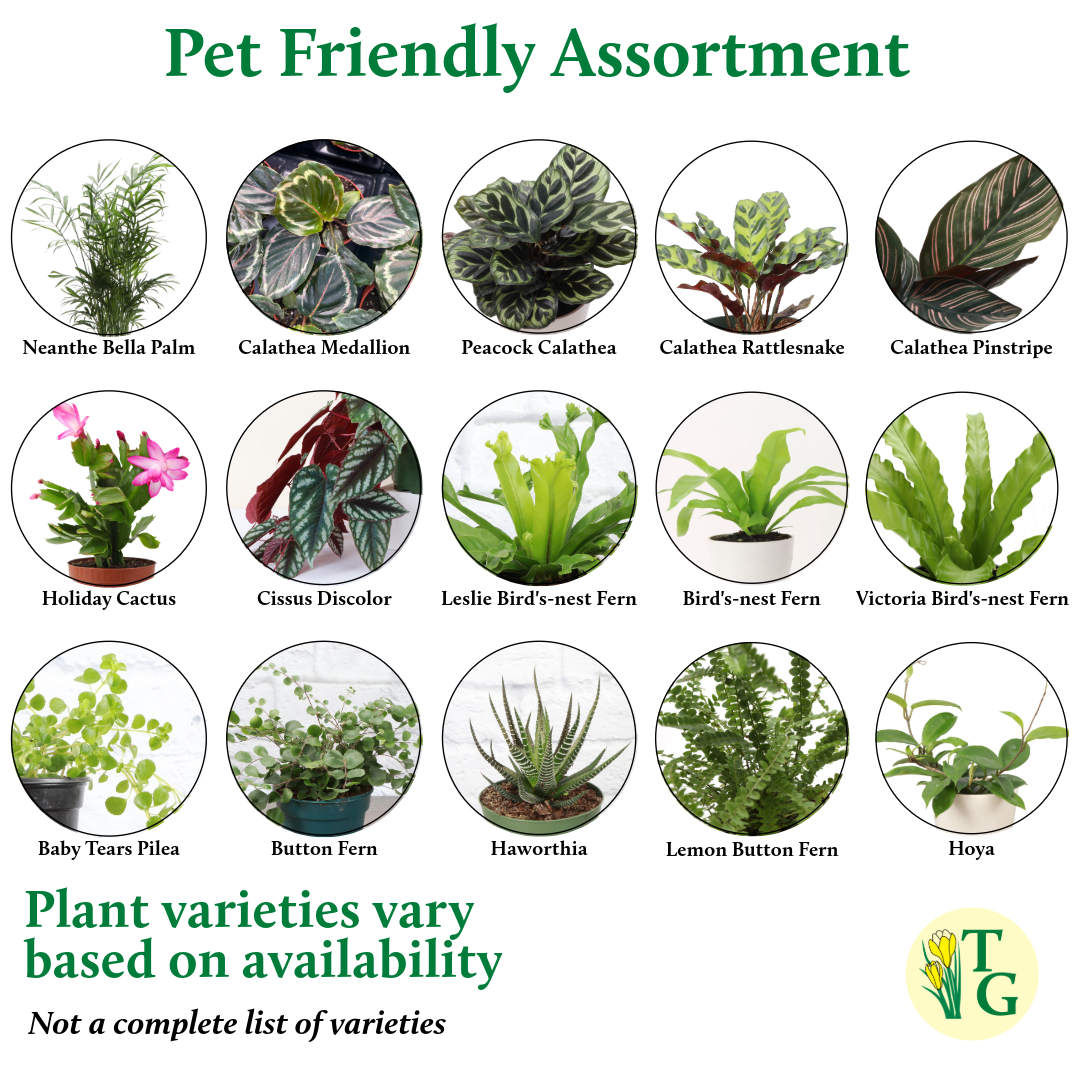 Pet Friendly Houseplant 4" Pot