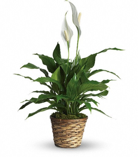 Simply Elegant Spathiphyllum (Peace Lily)