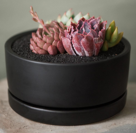 Soft Serve Succulents