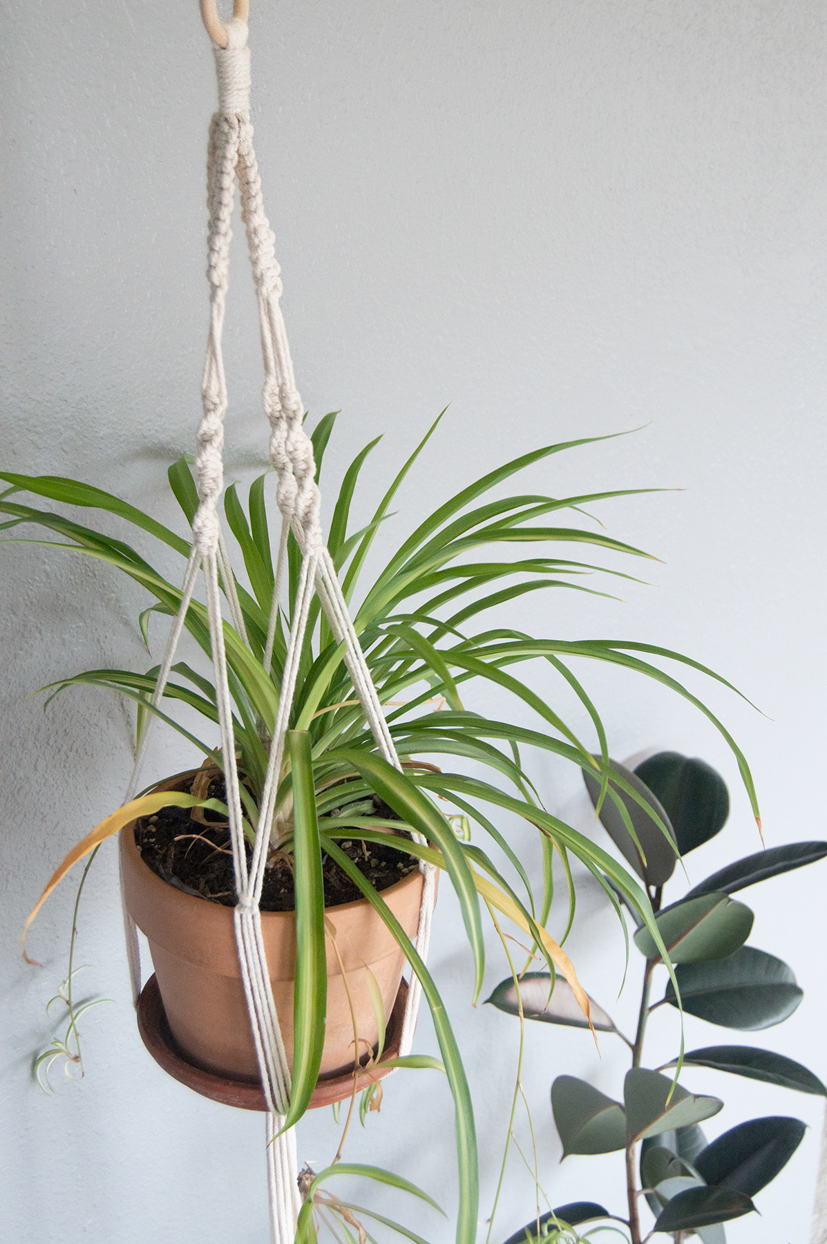 DIY Macrame Plant Hanger Kit: Medium