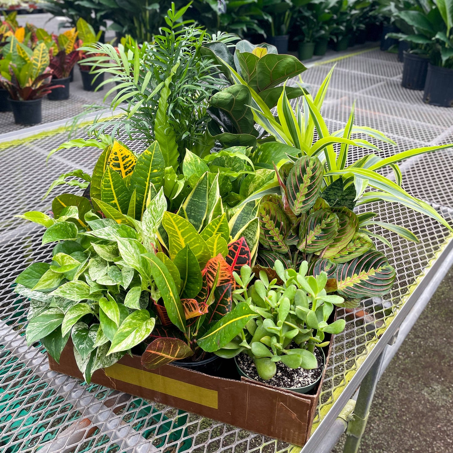 Houseplant 6" Pot