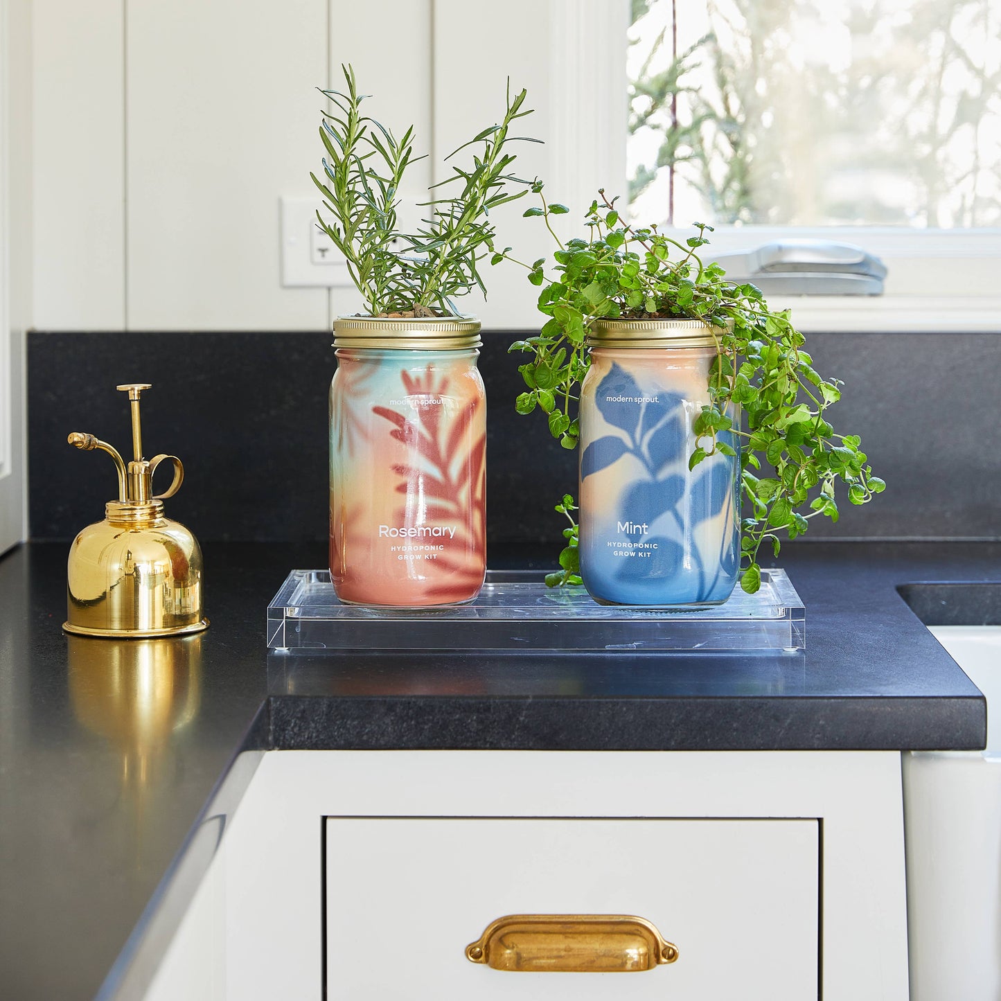 Modern Sprout - Herb Garden Jar: Basil