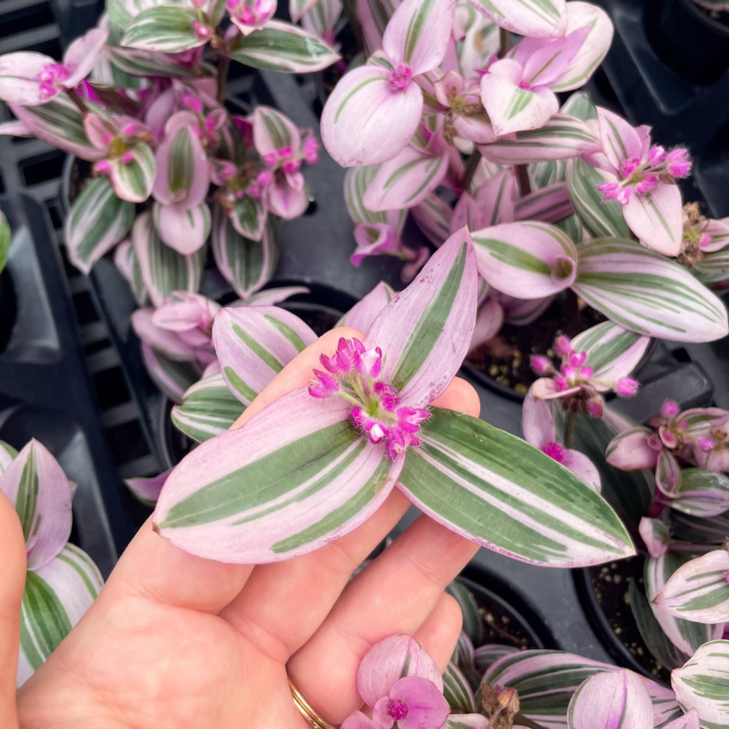 Tradescantia Nanouk 4" Pot