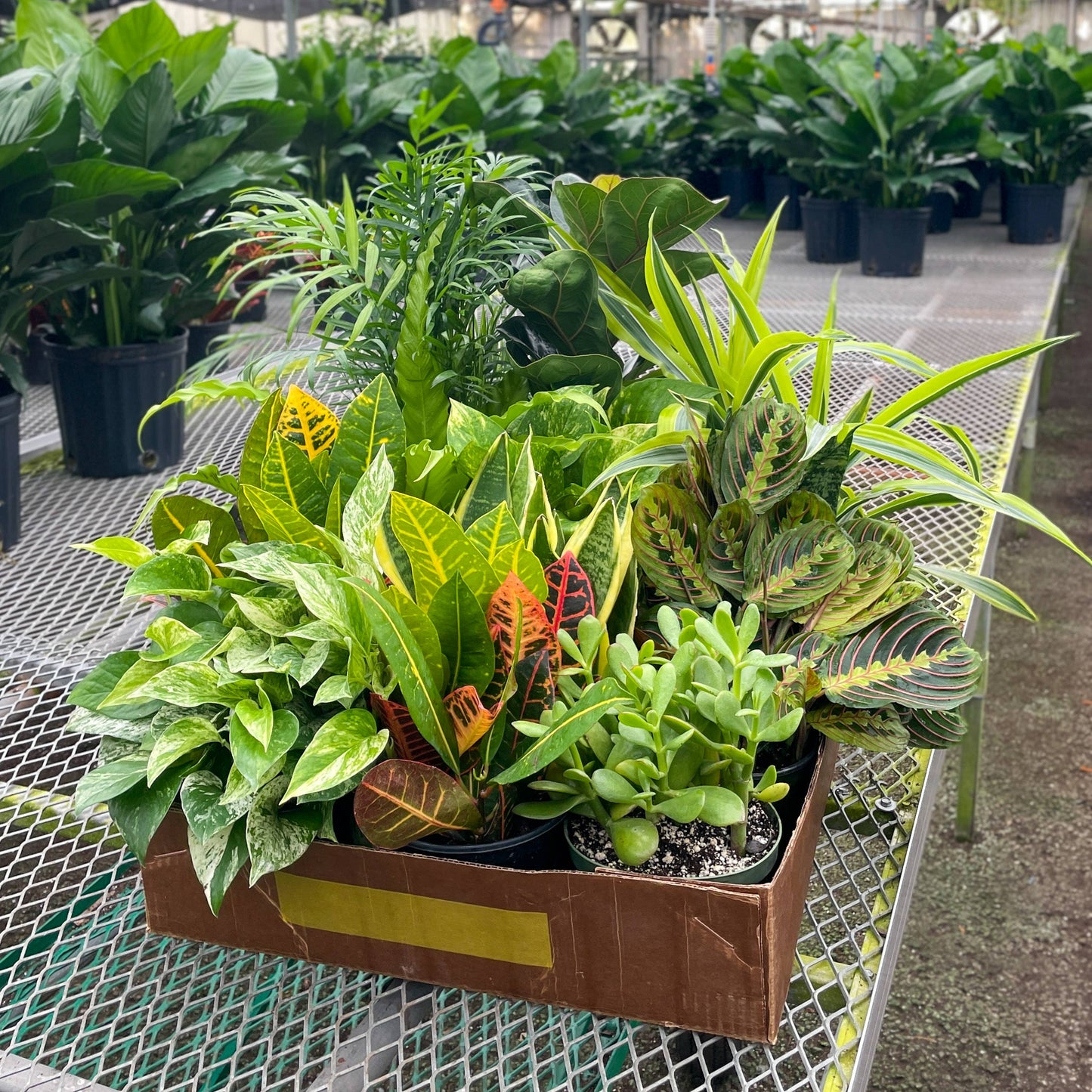 Houseplant 6" Pot