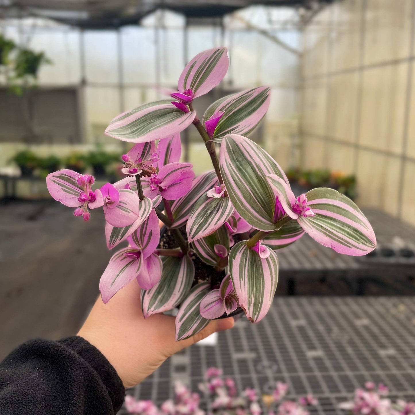 Tradescantia Nanouk 4" Pot