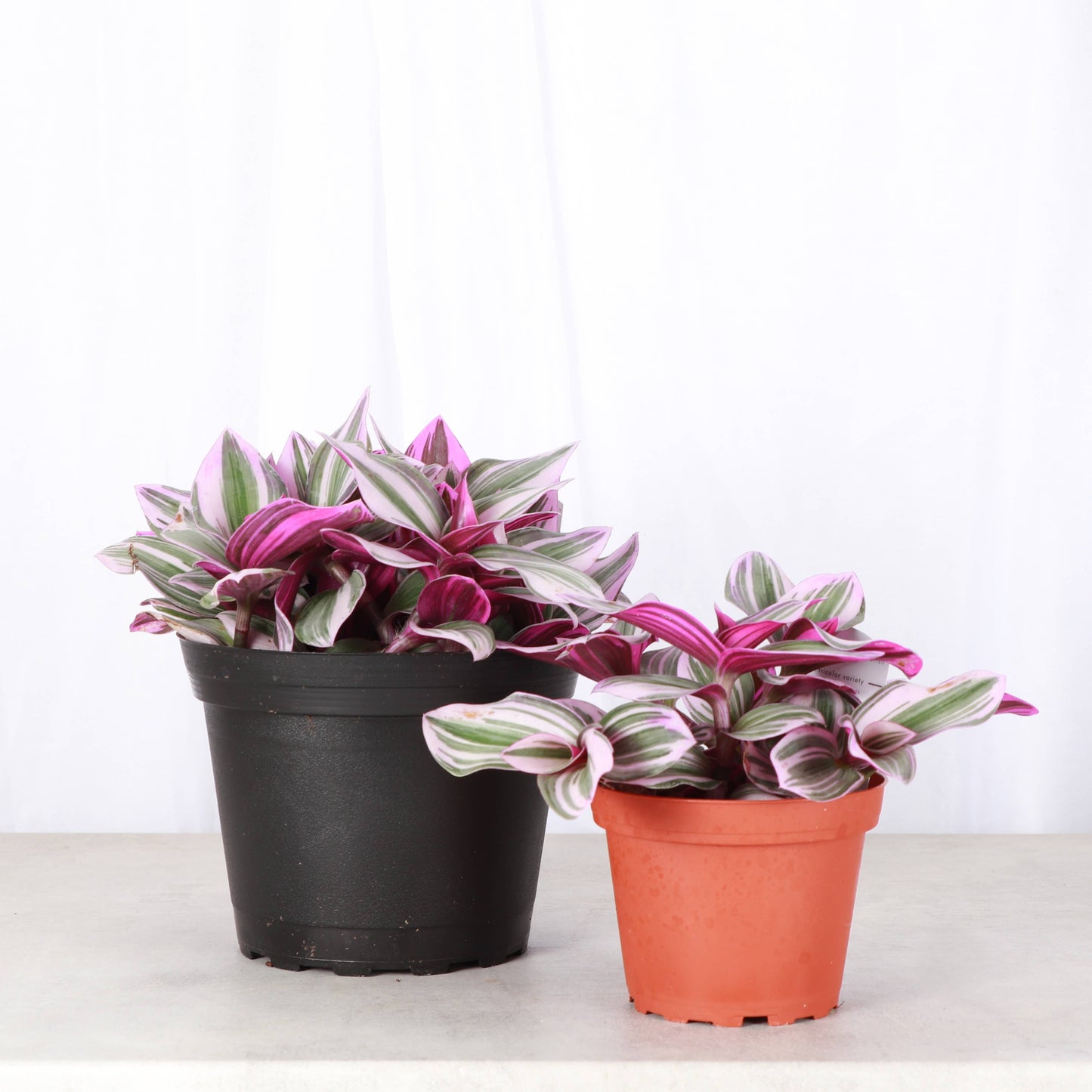 Tradescantia Nanouk 4" Pot