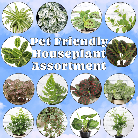 Pet Friendly Houseplant 4" Pot