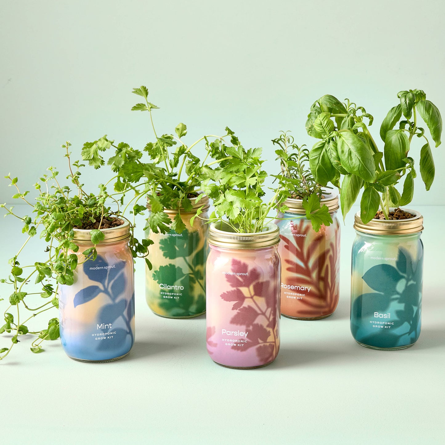 Modern Sprout - Herb Garden Jar: Basil