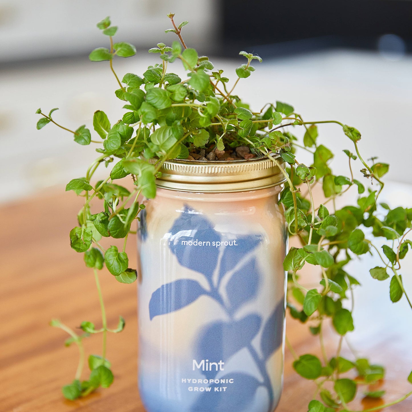 Modern Sprout - Herb Garden Jar: Basil