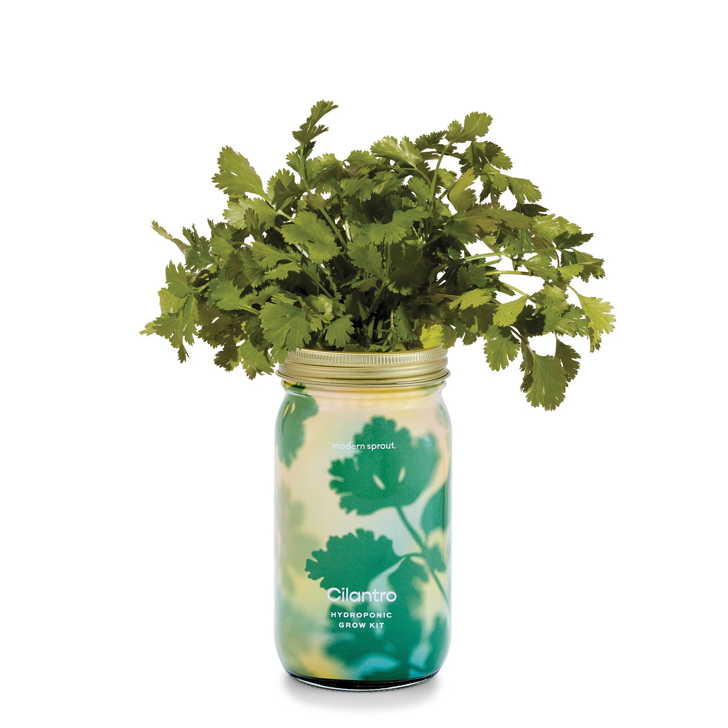 Modern Sprout - Herb Garden Jar: Basil