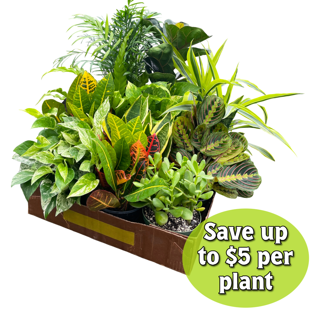 Houseplant 6" Pot