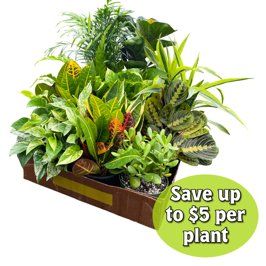 Houseplant 6" Pot