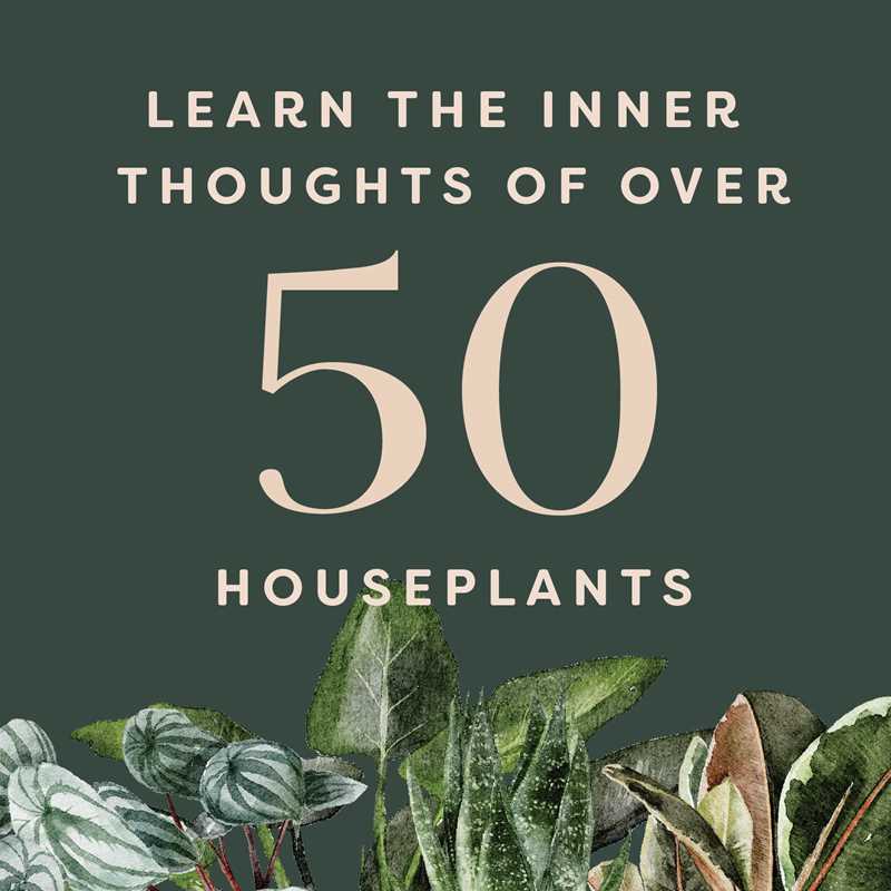 Houseplants and Their Fucked-Up Thoughts by Carlyle Christoff: Hardcover