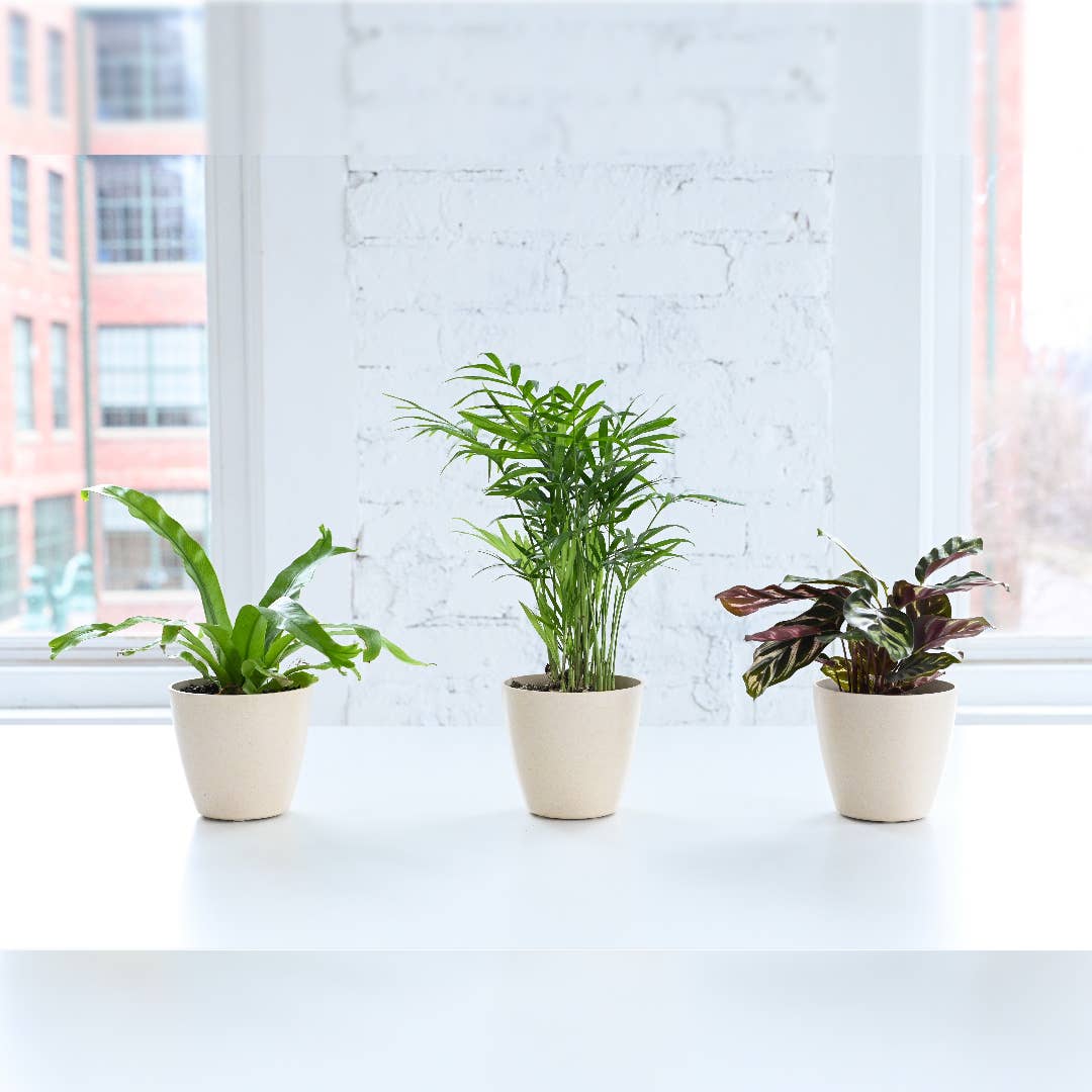 Pet Friendly Houseplant 4" Pot