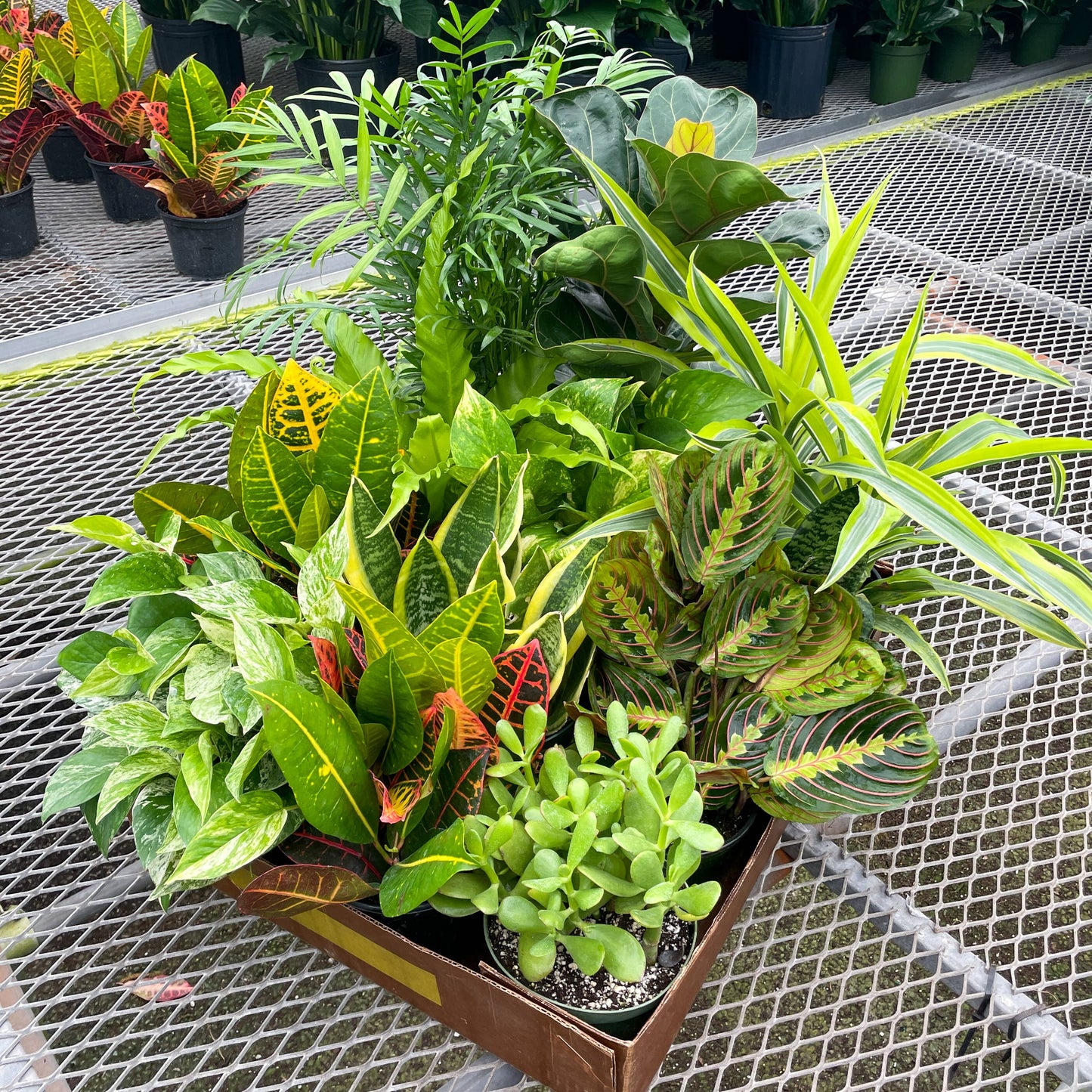 Houseplant 6" Pot