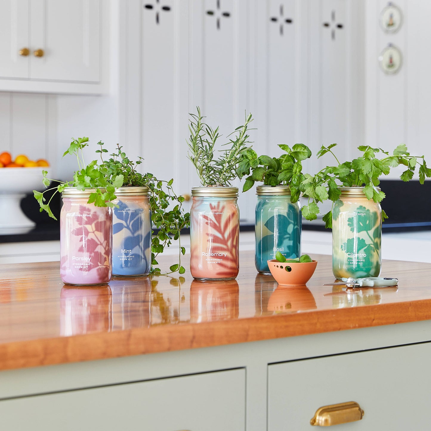 Modern Sprout - Herb Garden Jar: Basil