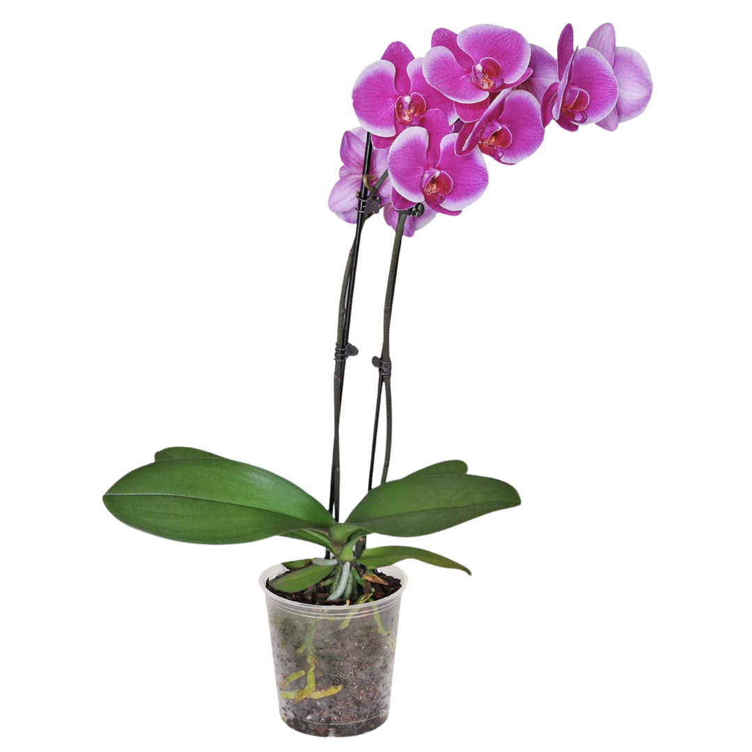 Orchid