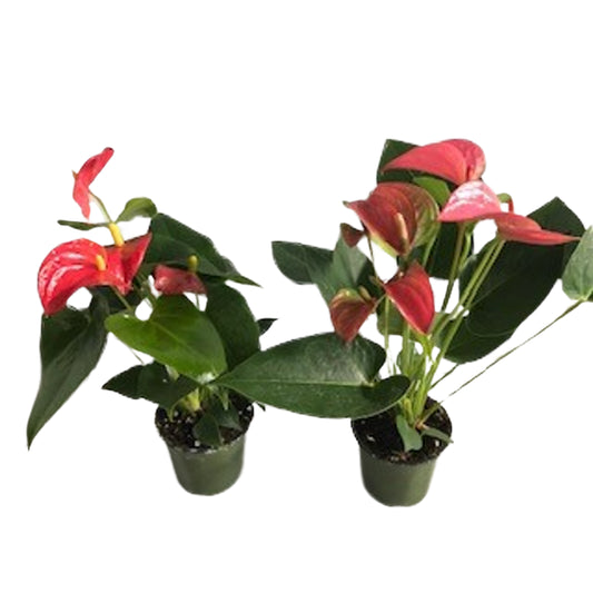 Blooming Anthurium