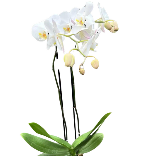 Orchid