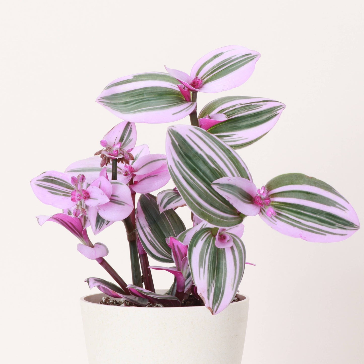 Tradescantia Nanouk 4" Pot