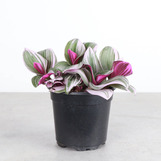 Tradescantia Nanouk 4" Pot