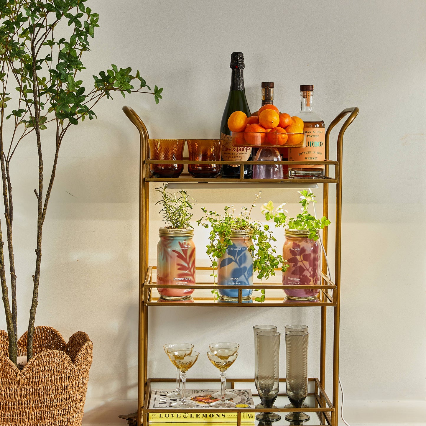 Modern Sprout - Herb Garden Jar: Basil