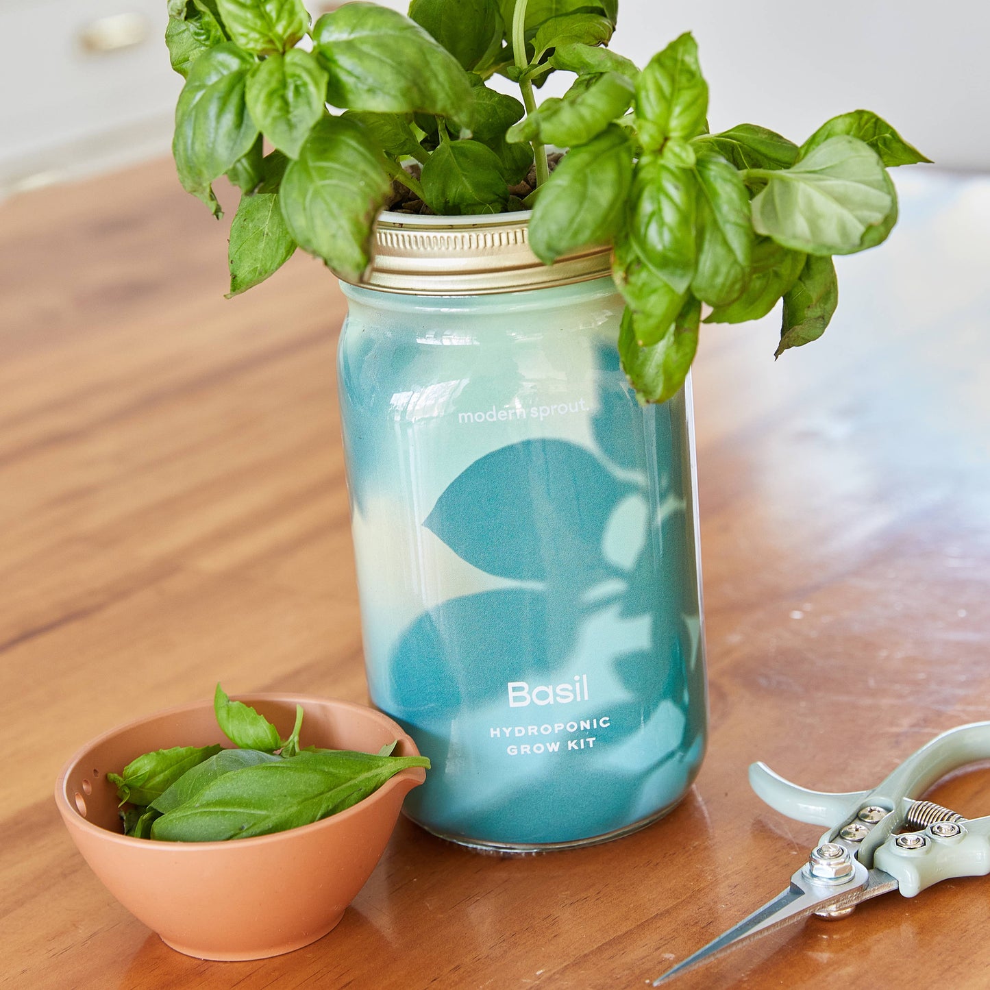 Modern Sprout - Herb Garden Jar: Basil