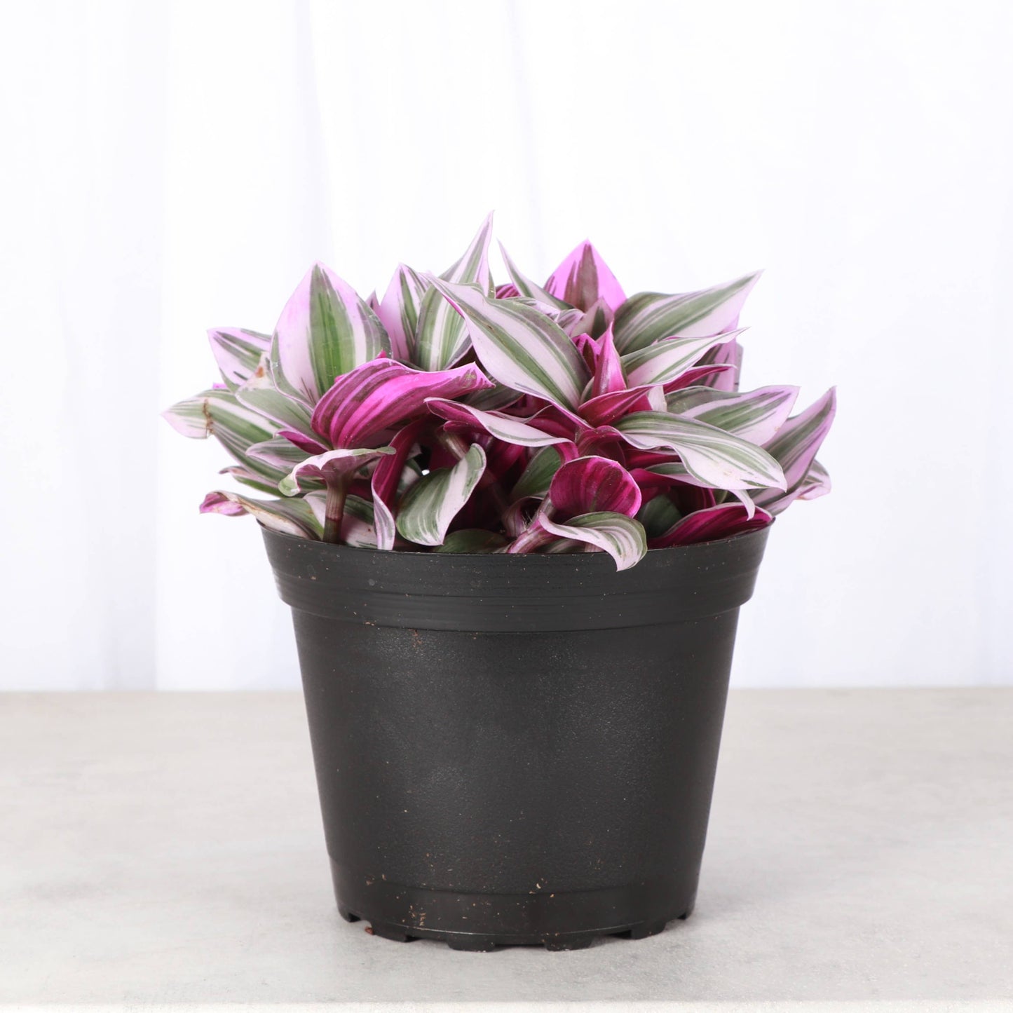 Tradescantia Nanouk 4" Pot