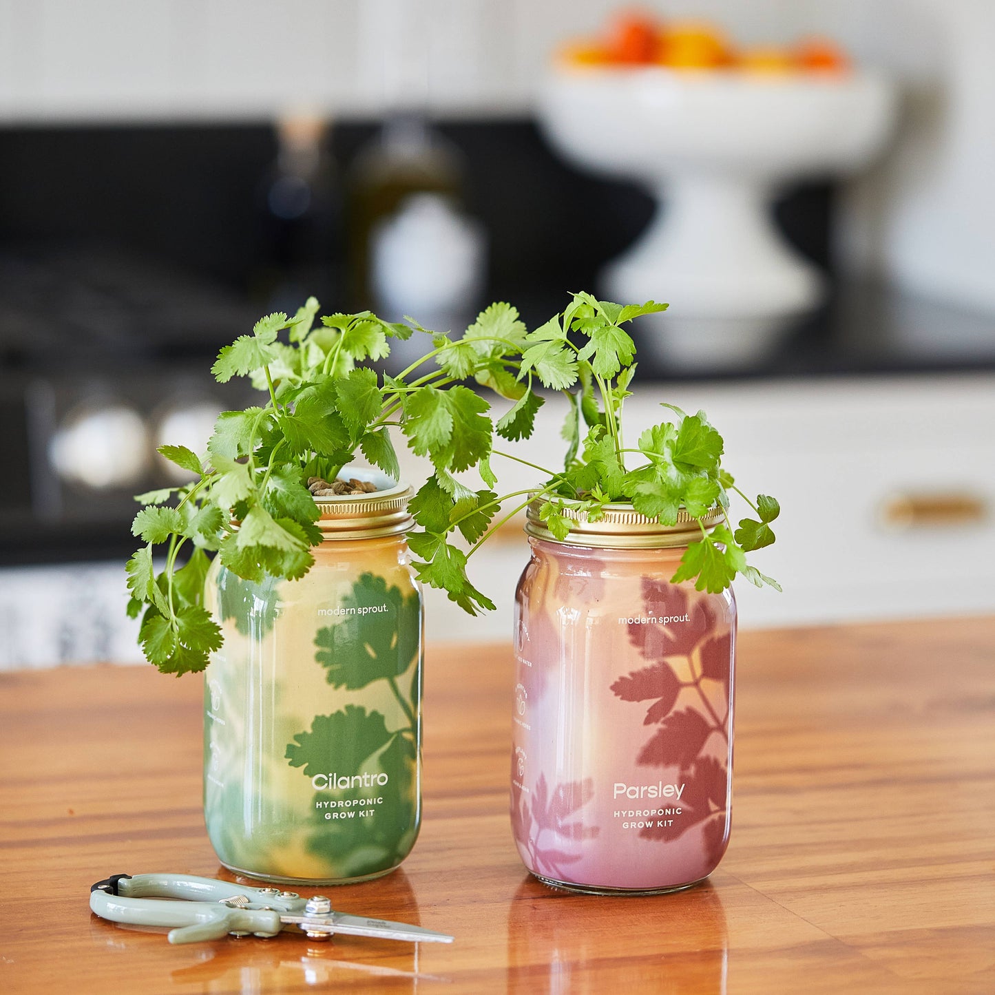 Modern Sprout - Herb Garden Jar: Basil
