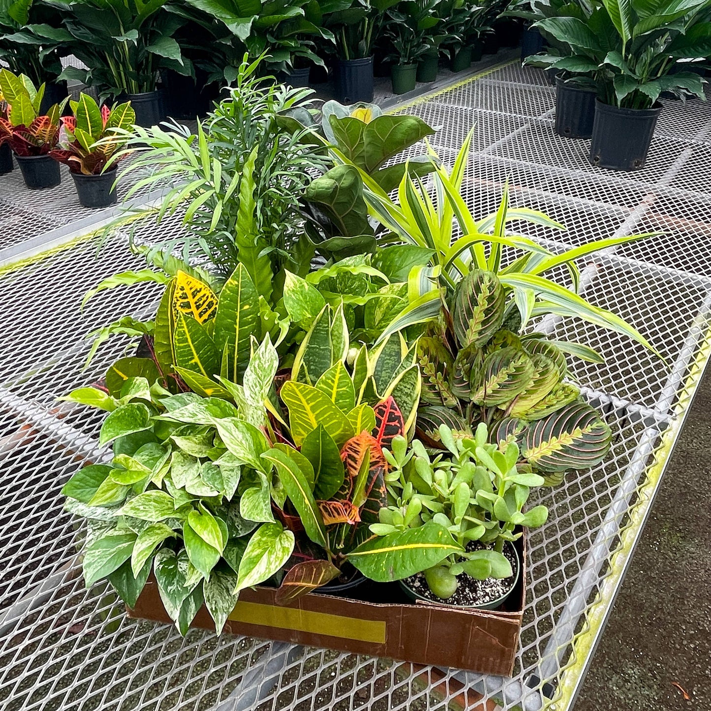 Houseplant 6" Pot