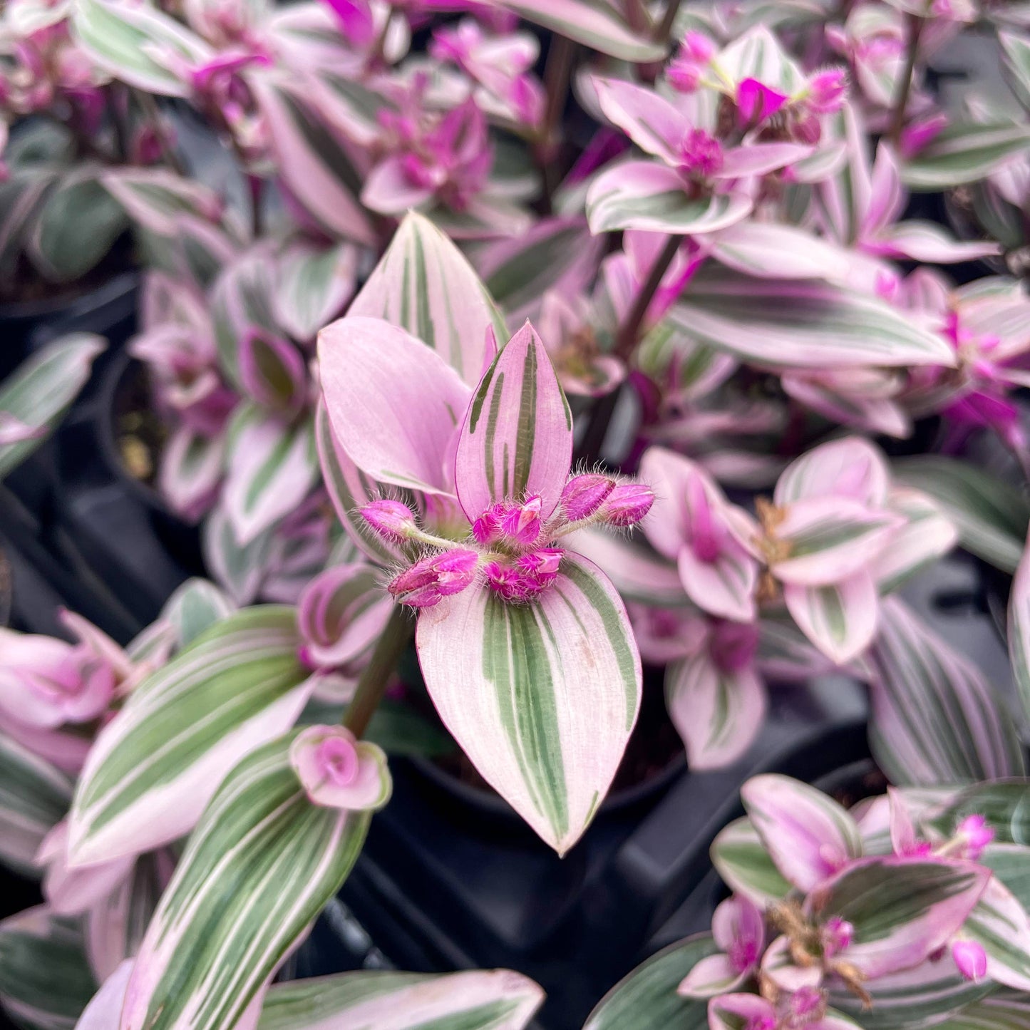 Tradescantia Nanouk 4" Pot