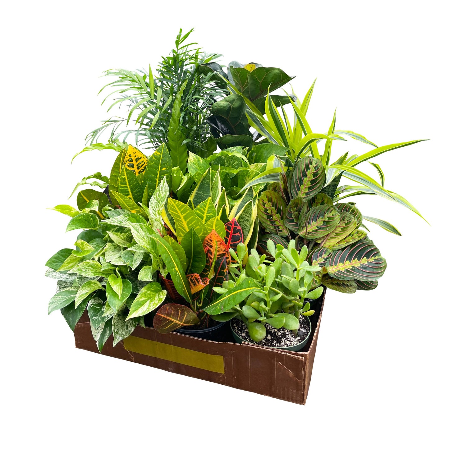 Houseplant 6" Pot