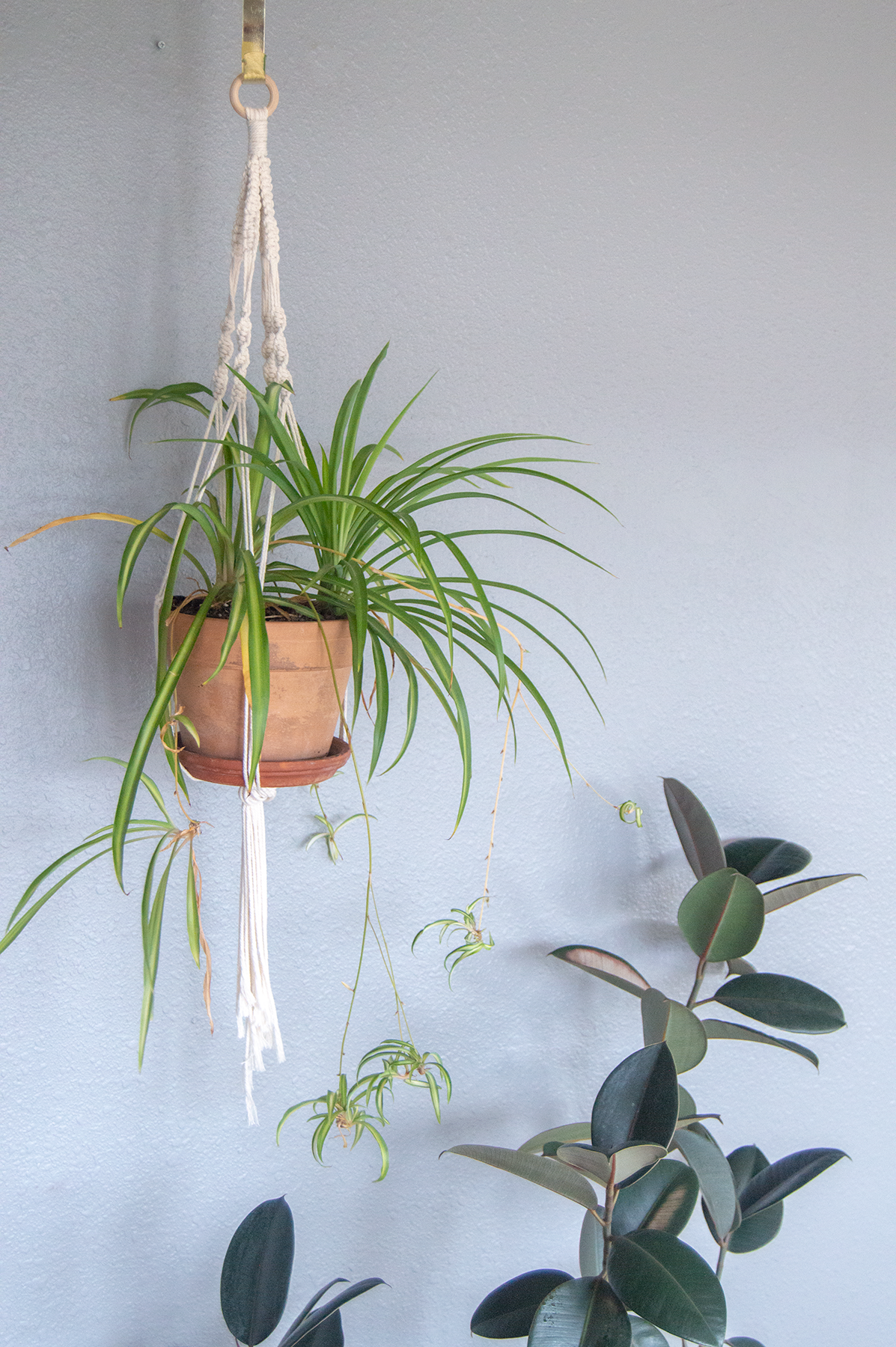 DIY Macrame Plant Hanger Kit: Small