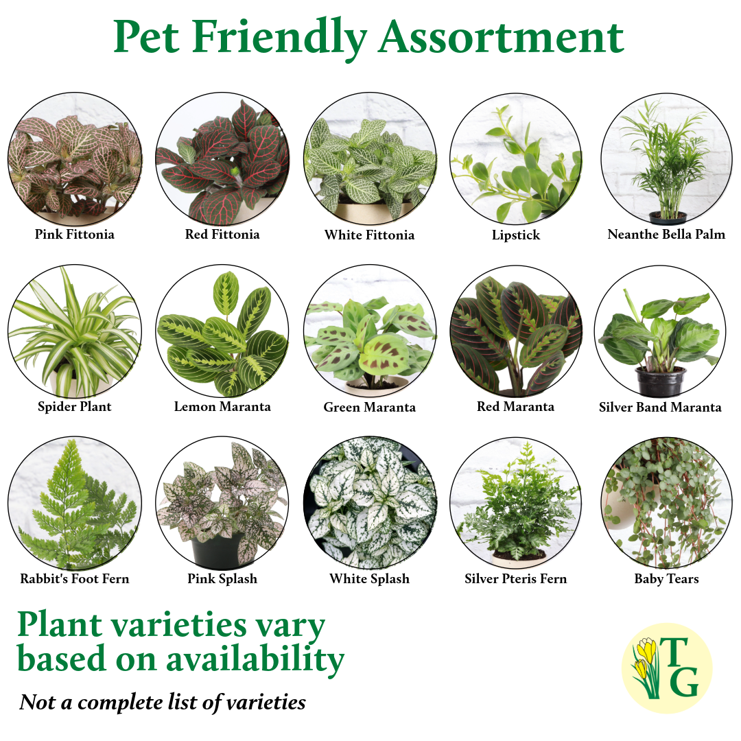 Pet Friendly Houseplant 4" Pot