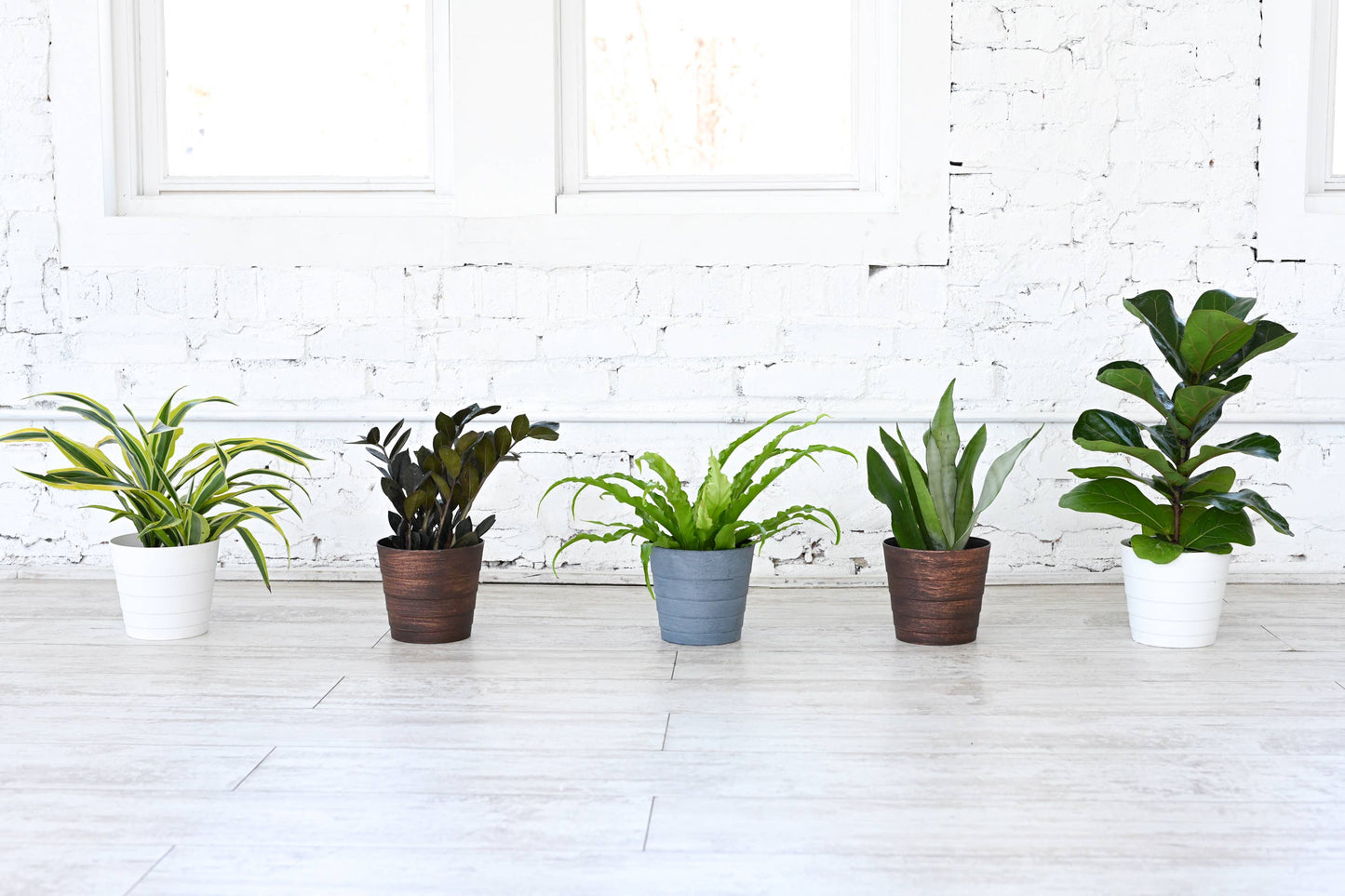 Houseplant 6" Pot