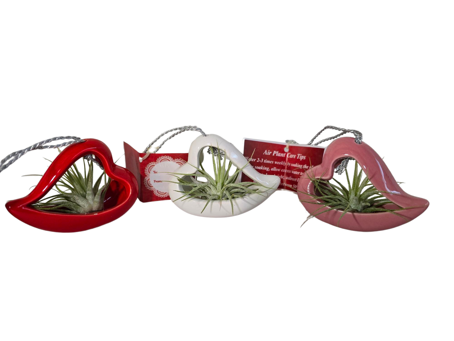 Air Plant in Heart Planter