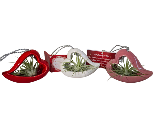 Air Plant in Heart Planter